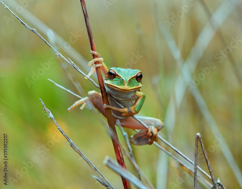 green frog on a flower photo