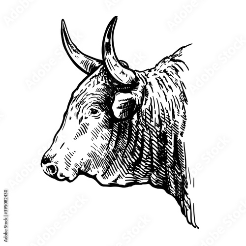 Breeding cattle. head of American bull. vector sketch on white background