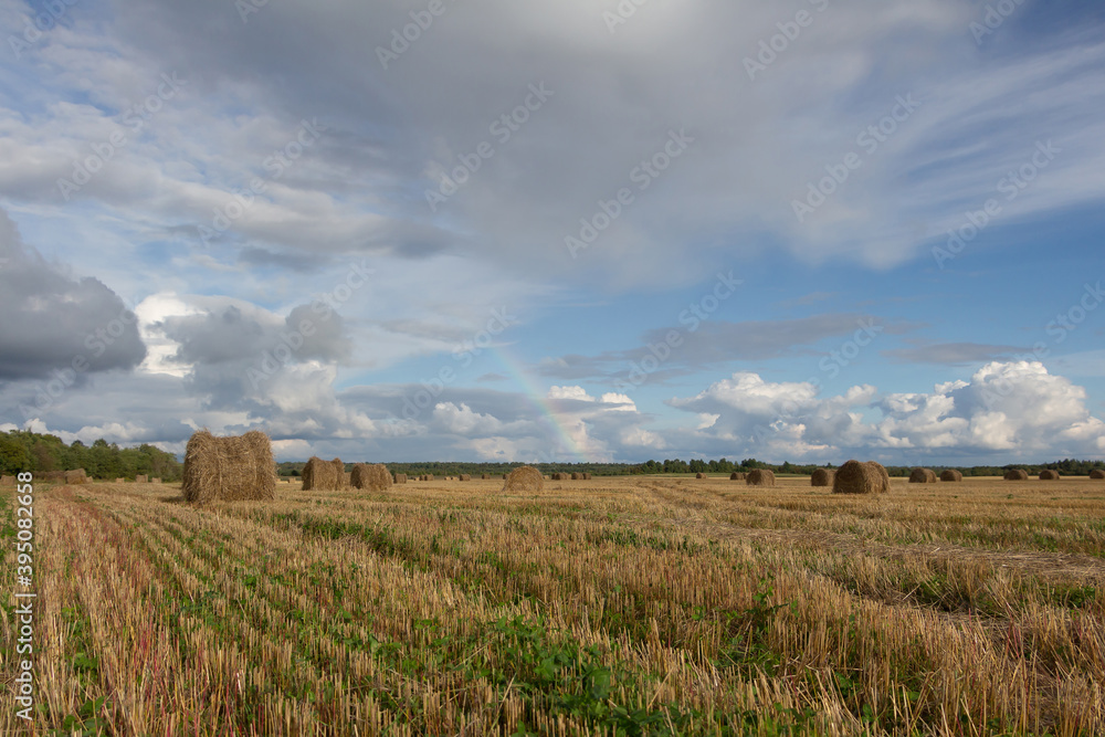 Hay rolls in the field Hay rolls in the field