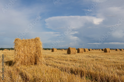 hay bales in the field © Oleg Lebedev