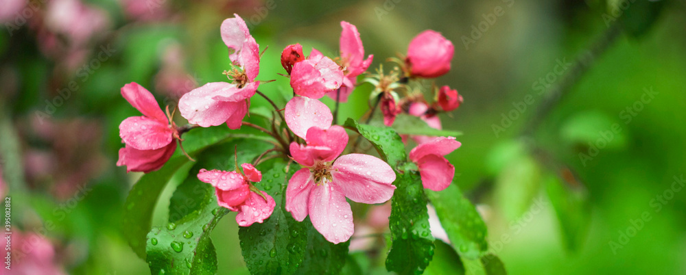 Branches of apple tree blossoming white and pink flowers. Panorama, banner. Spring flowering garden tree. Branches of apple tree blossoming white and pink flowers. Panorama, banner. Spring flowering garden tree.