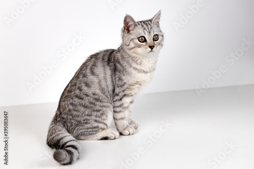 Portrait of Scottish straight kitten on white background