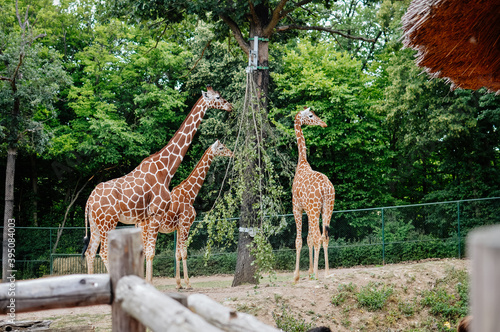 Photography giraffes in the zoo
