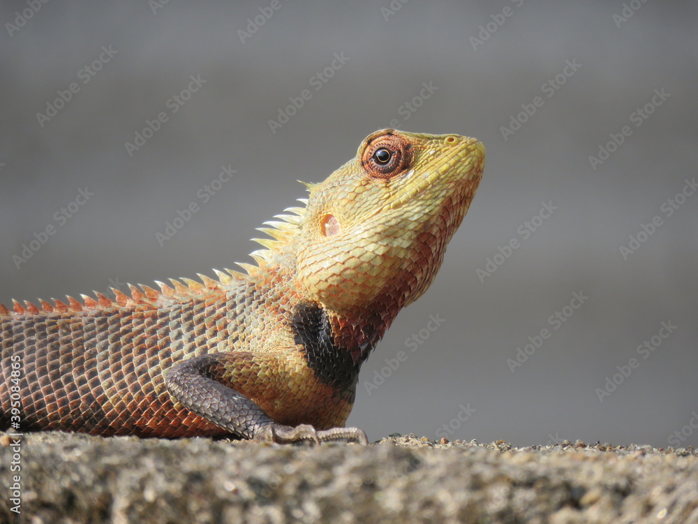 Lizard Lizard