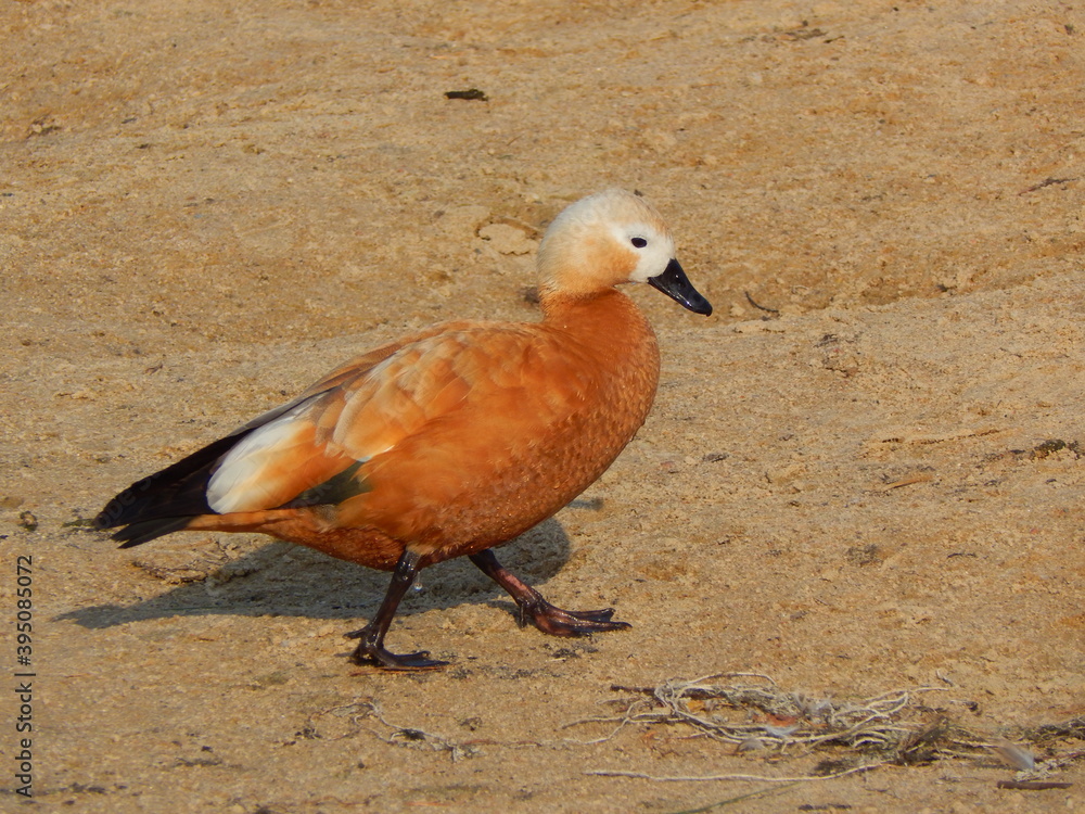 Bird (Ruddy shelduck) on the sandy beach Bird (Ruddy shelduck) on the sandy beach