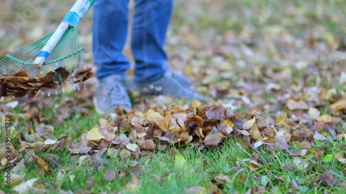 Wallpaper Mural Rake with fallen leaves at autumn. Gardening during fall season. Cleaning lawn from leaves. Autumnal work in garden. close up view. Slow motion footage Torontodigital.ca