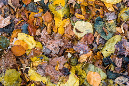 Autumn leaves pattern texture on footpath ground colorful orange foliage © 1take1shot