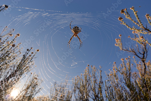 tiger spider (Argiope lobata) on a spider web with drops of water at sunrise in Malaga. Spain photo