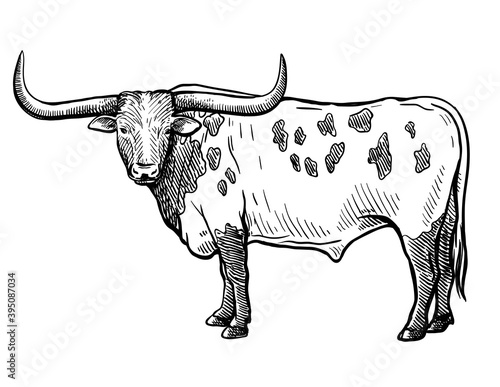 Breeding cattle. silhouette of a grazing cow. vector illustration isolated on white background