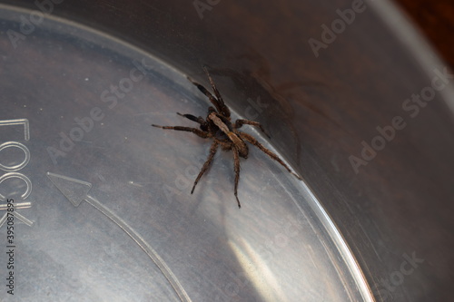 Adult Alopecosa farinosa spider indoor photo