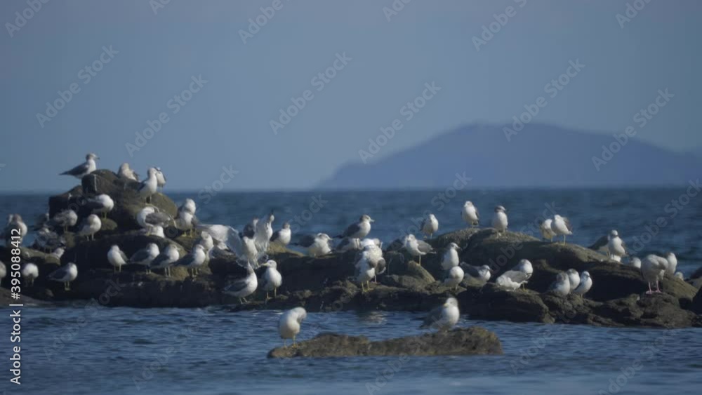 wildlife seabirds, seagulls of East China Sea, Japan and the Kuril Islands. birdwatching, wild life animals. Seagulls on the stones on the shores of The Sea of Japan wildlife seabirds, seagulls of East China Sea, Japan and the Kuril Islands. birdwatching, wild life animals. Seagulls on the stones on the shores of The Sea of Japan