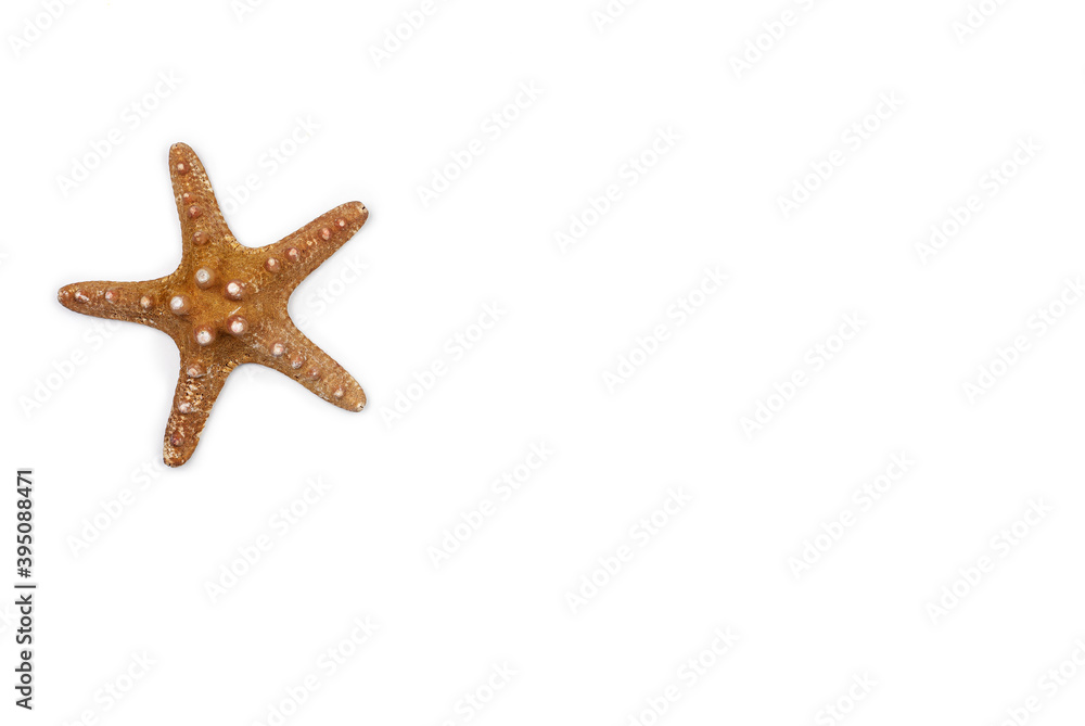 composition of exotic sea shells and starfish on a white background. top view. composition of exotic sea shells and starfish on a white background. top view.