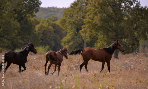 free horses running through the meadow near the forest in the middle of summer