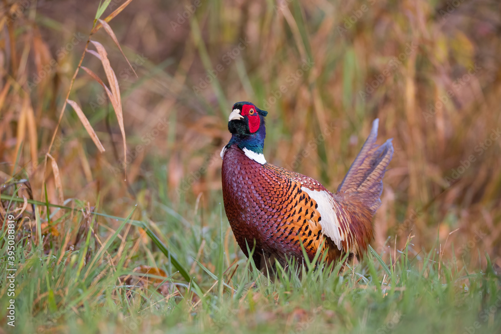 custom made wallpaper toronto digitalBażant zwyczajny (Phasianus colchicus)