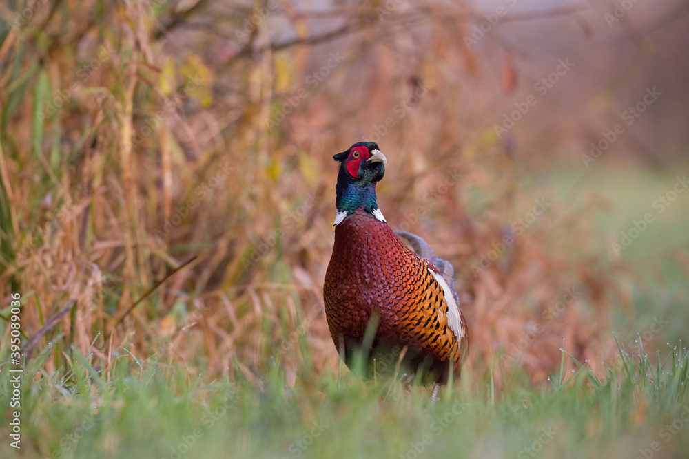 Fototapeta premium Bażant zwyczajny (Phasianus colchicus)
