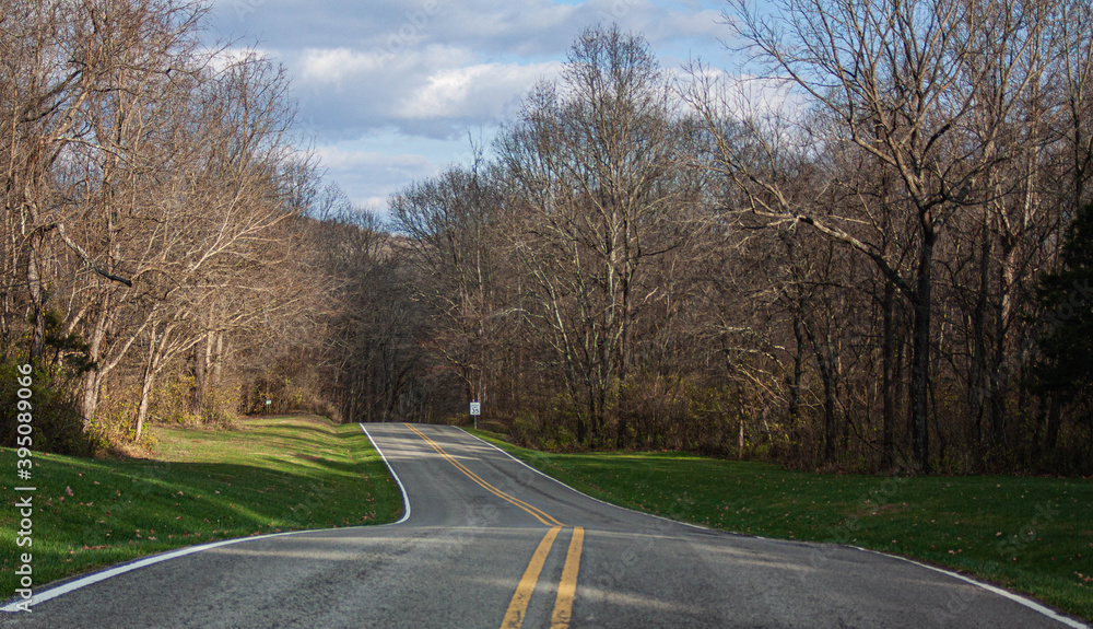 Fototapeta premium a road leading through the woods 