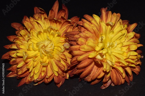 yellow chrysanthemum flower