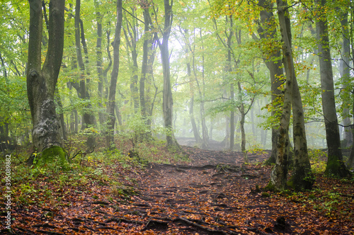Magic forest with autumn mist, green treen, orange fallen leaves