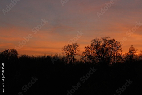 sunset in the forest