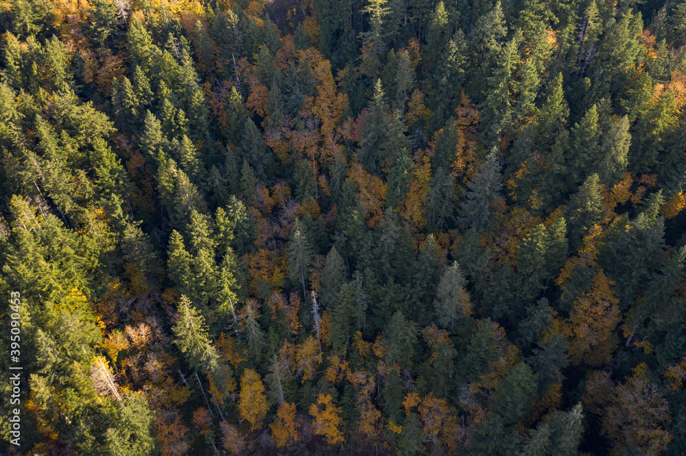 Pine Tree Forest Aerial