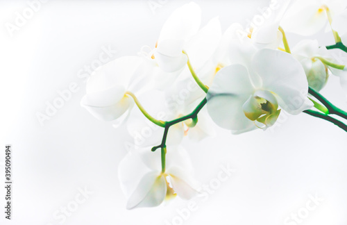Orchid s flower white light background.