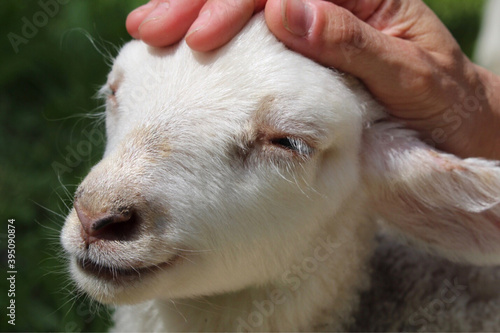 close up of baby goat with hand on head