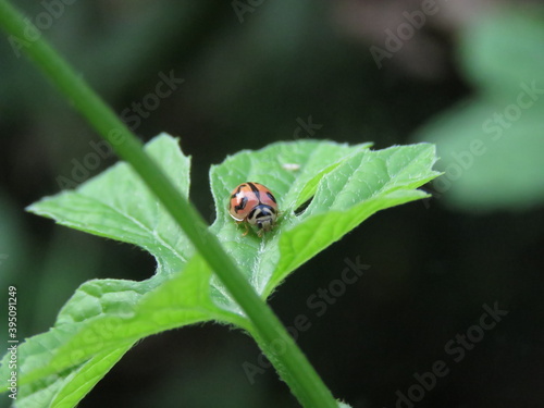 Lady bug © Hashan