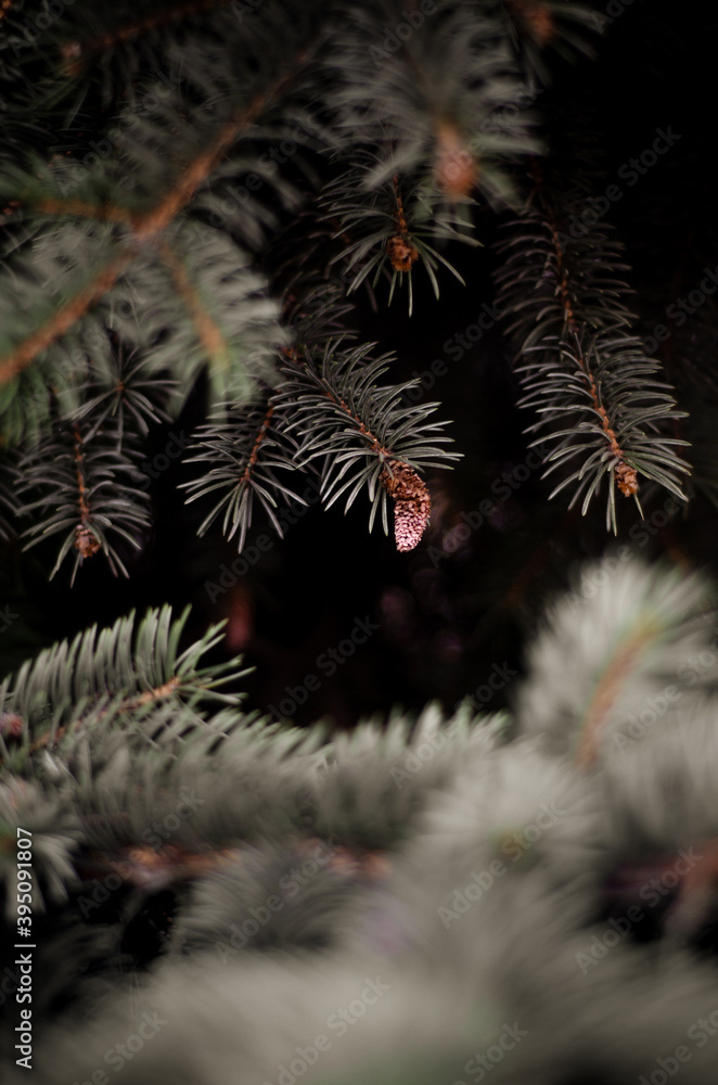 Christmas tree close-up photo. Background for Christmas graphic design Christmas tree close-up photo. Background for Christmas graphic design