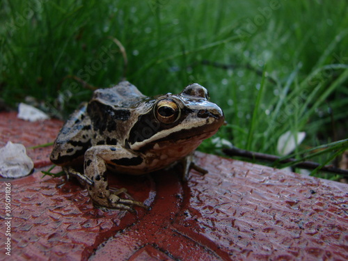 frog in the garden after rain photo