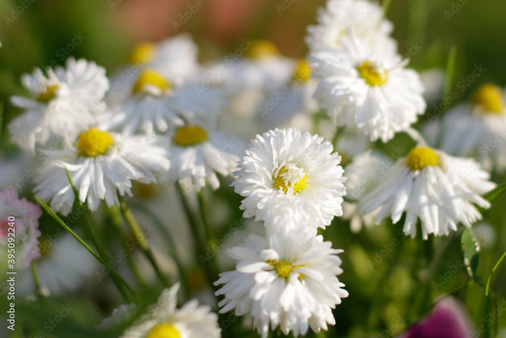 Wonderful Spring Meadow with Daisies. Branches of fresh chamomile. Matricaria chamomilla blooming. Wedding card, birthday card. Space for text Wonderful Spring Meadow with Daisies. Branches of fresh chamomile. Matricaria chamomilla blooming. Wedding card, birthday card. Space for text