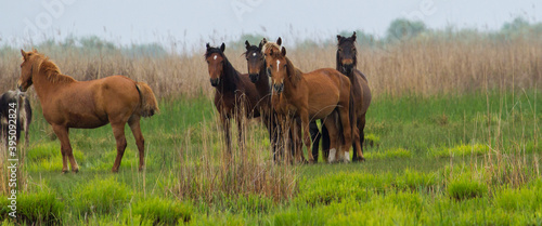  Wild horses in the Danube Delta  Romania