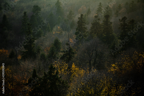 Misty evening in the autumn forest