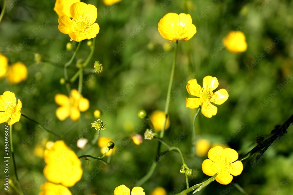 Yellow flowers of buttercup with blurred background of green grass.