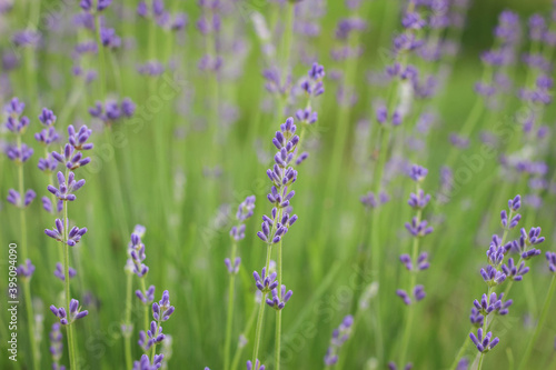 Delicate light Background with Lavender flowers. Violet Lavandula.