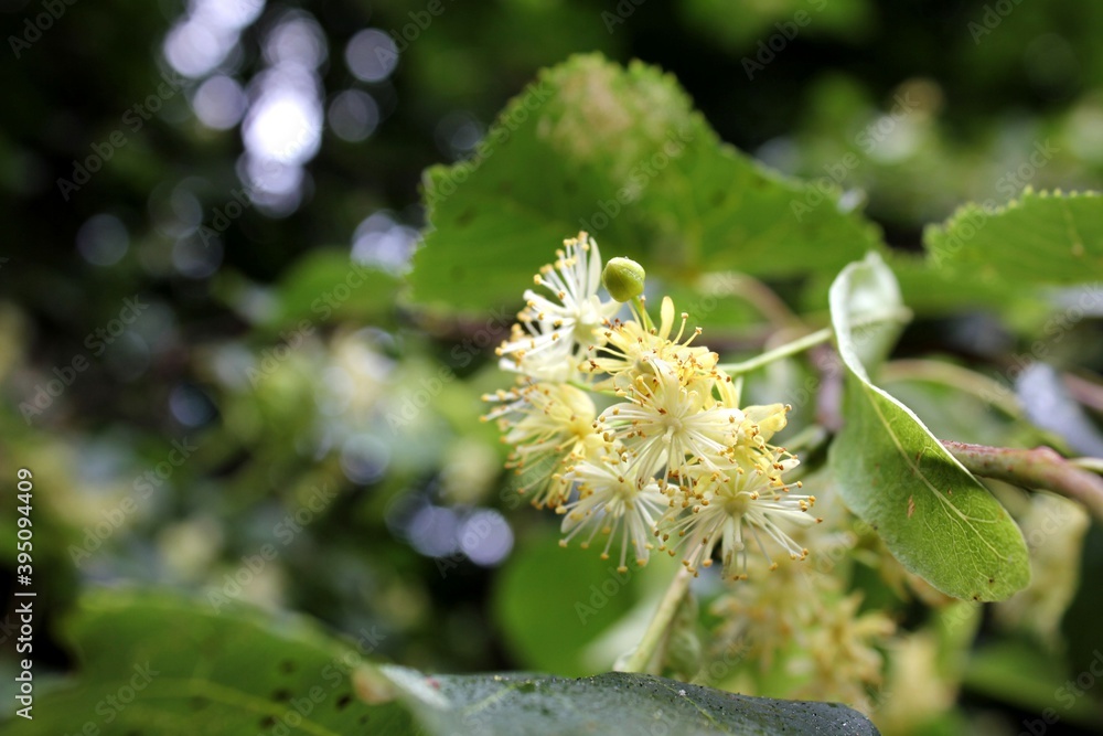 Fototapeta premium Linden flowers with blurred foliage background.