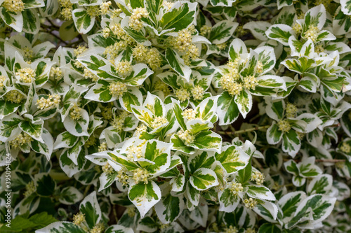 The contrasting white and green leaves of variegated Euonymus fortunei, with clusters of creamy globular flowers