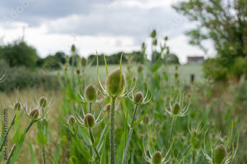 The stem and green flower head of a common Teazel, Dipsacus fullonum, with others blurred in the background