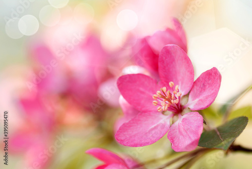 red flower Apple tree in blossom closeup background