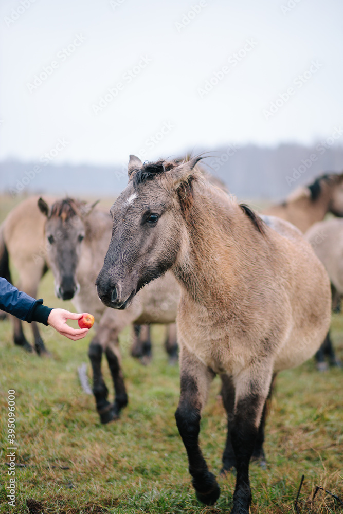 Feeding Przewalski's horse Dzungarian, gray wild horse eating apple. Beautiful Mongolian horse on field Feeding Przewalski's horse Dzungarian, gray wild horse eating apple. Beautiful Mongolian horse on field