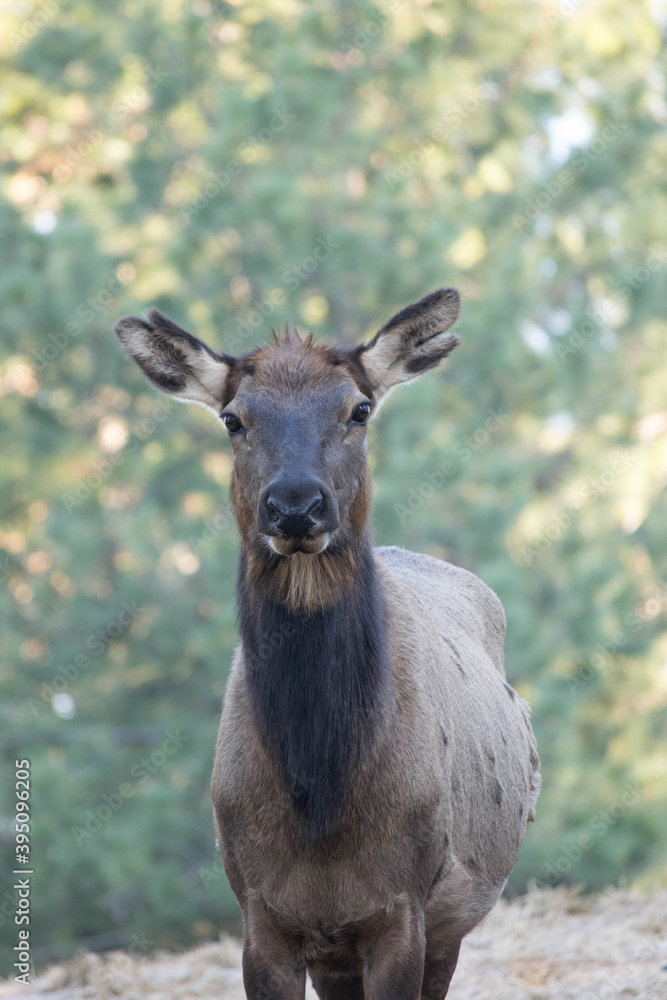 Cow elk in captivity. Cow elk in captivity.
