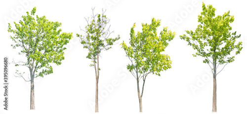 isolated four maples with green summer leaves