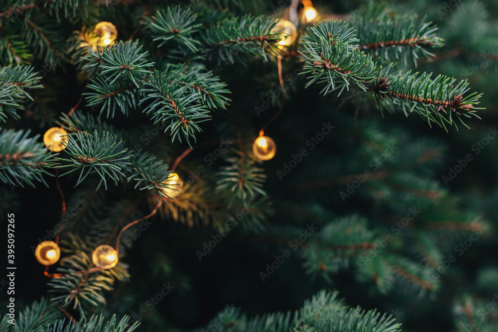 Fluffy branches of a spruce or fir-tree with christmas lights. Christmas wallpaper or postcard concept.