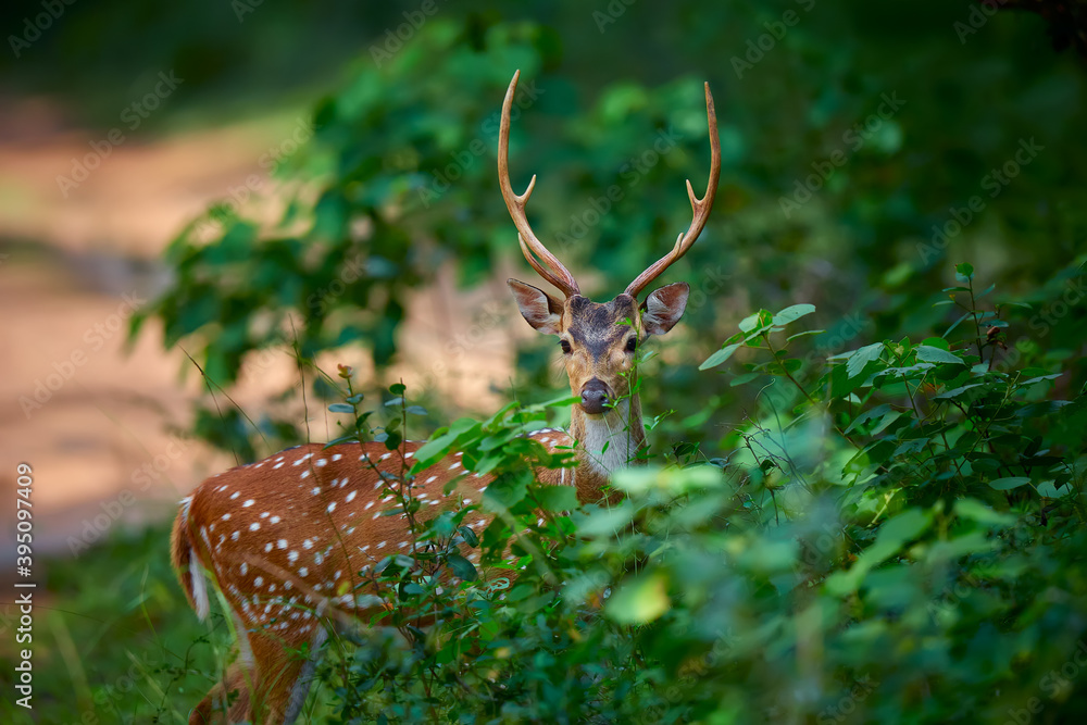 Front view of Axis axis, spotted deers or axis deer in nature habitat. Deer  from the Indian continent. An animal in its natural habitat. Stock Photo |  Adobe Stock