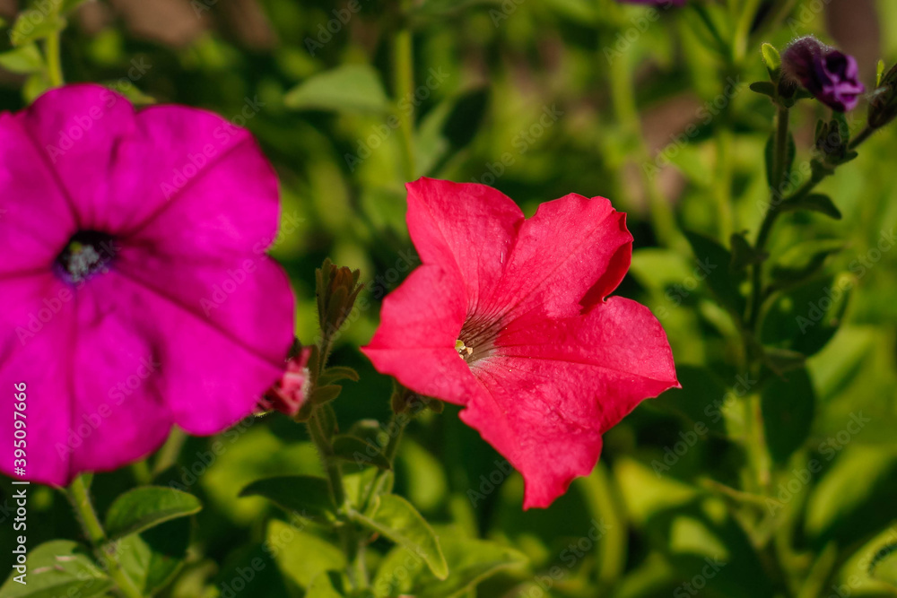 Crimson, pink, white and purple colorful blooming Petunia flowers (Petunia hybrida). Mixed color petunia beautifully blooming in the ornamental garden.
