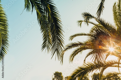Tropical palm leaves with sunbeams, floral drawing background, real photo © Nana_studio