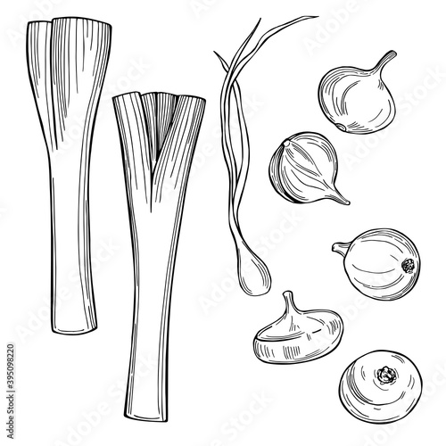 Sketch vegetables. Vector  illustration