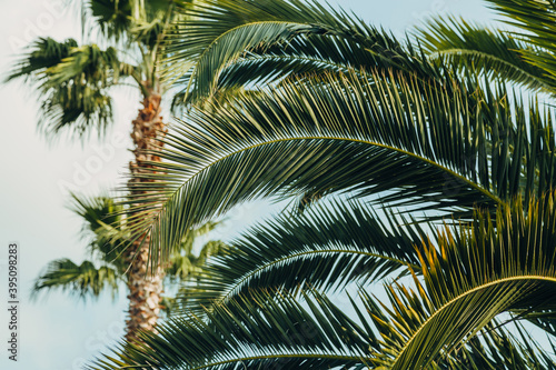 Tropical jungle, palm leaves on a sunny day, sky. © Nana_studio