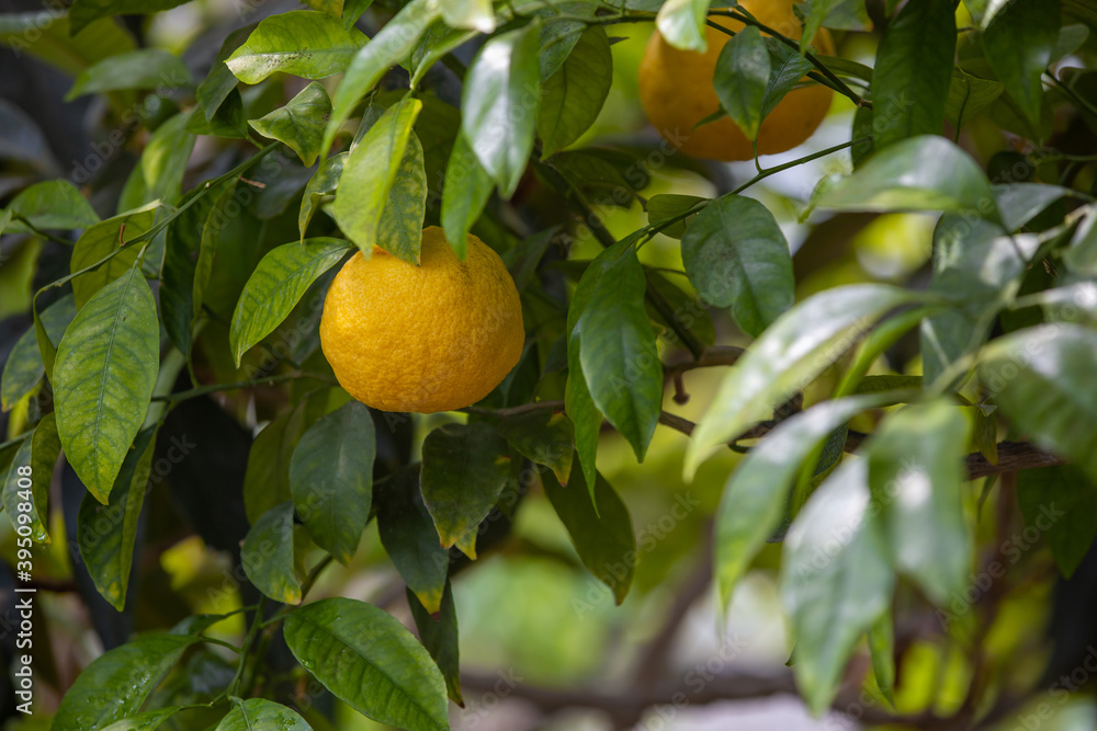 Close up of bio or organic lemon on the tree in huge greenhouse, food concept