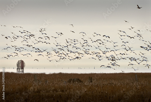 Foto Georgia Strait Snowgeese Richmond BC
