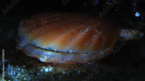 Smooth scallop (Flexopecten glaber) opens the shell, eyes are clearly visible along the edge of the mantle, close-up. photo